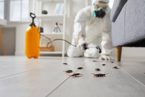 Commercial Kitchen Cockroach Control in Cushing